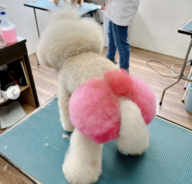 ペットサロンいぬ丸 2