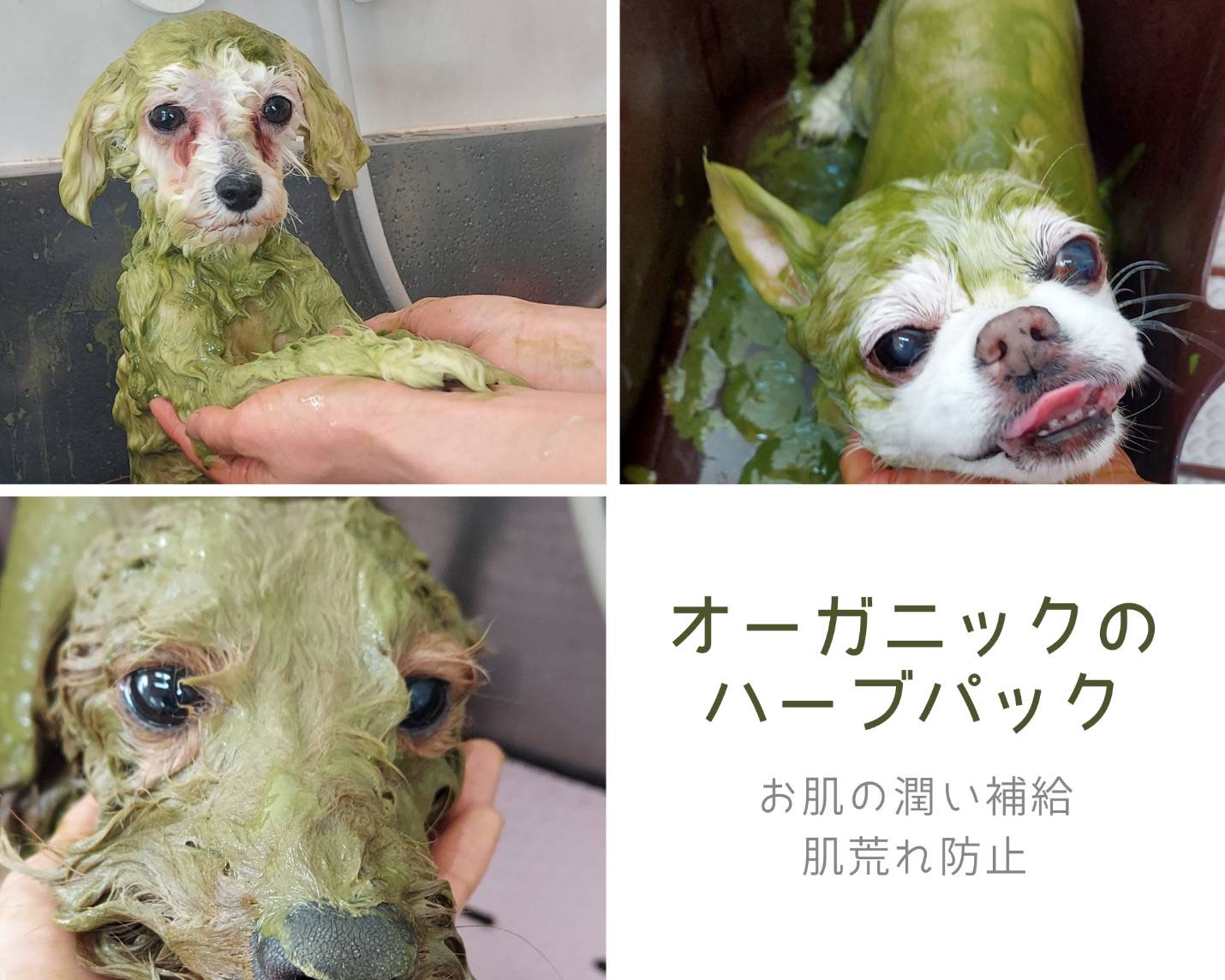 オーガニックのハーブパック