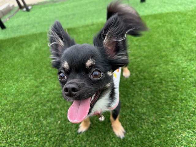 犬のとこやさんくらら 3