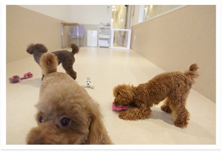 東京都港区のトリミングサロン dog studio LOVE WOOF! ! 品川芝浦の7枚目