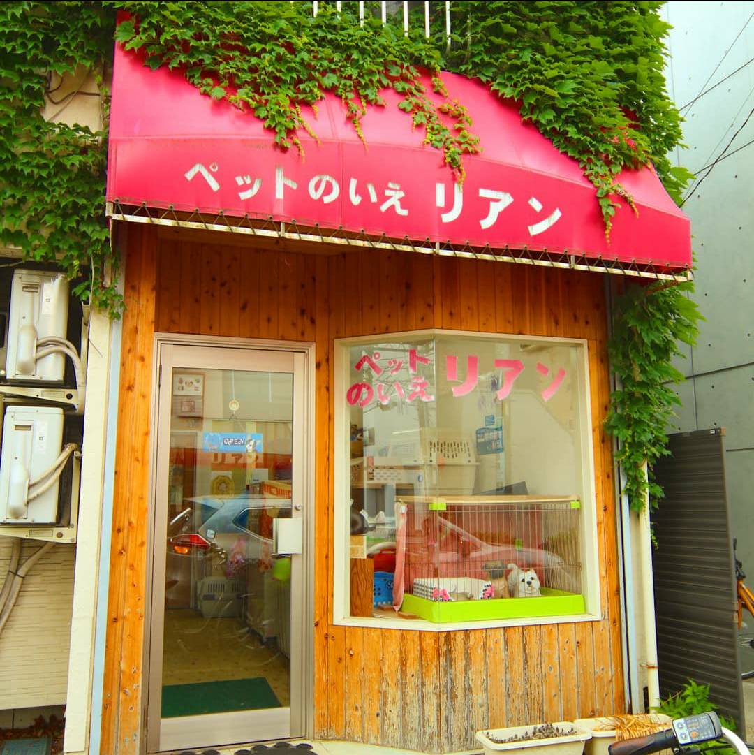 東京都小金井市のトリミングサロン ペットのいえリアンのサムネイル1枚目