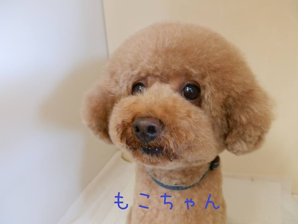 トリミングサロン ペットサロン Shampoo oneのトリミングカット-2513の1枚目