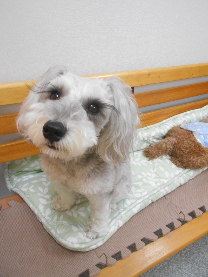 トリミングサロン Dog Resort Slow Lifeのトリミングカット-2566の1枚目