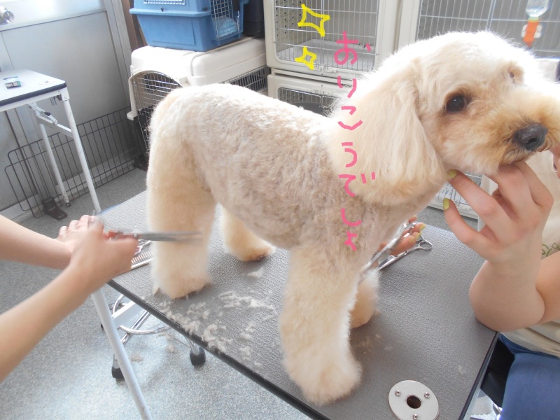 トリミングサロン Dog Resort Slow Lifeのトリミングカット-2573の1枚目