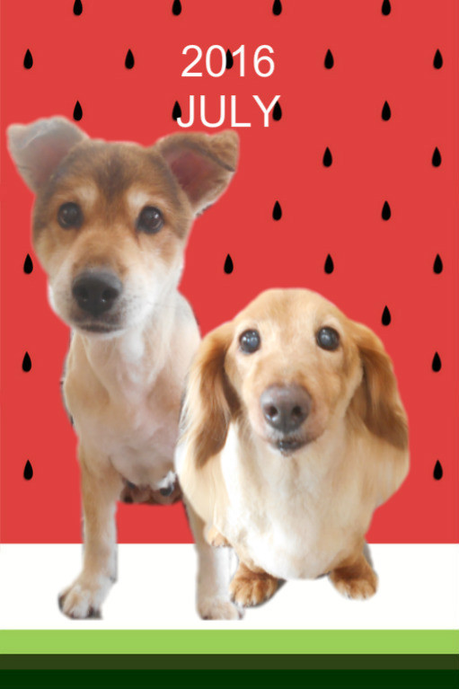 トリミングサロン Dog Resort Slow Lifeのトリミングカット-2588の1枚目