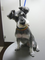 トリミングカット salon du chienの1枚目