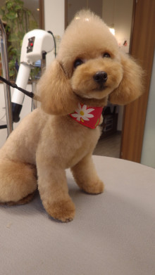 トリミングカット  Dog Salon NaNaの1枚目