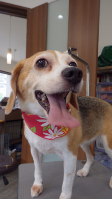 トリミングカット  Dog Salon NaNaの1枚目