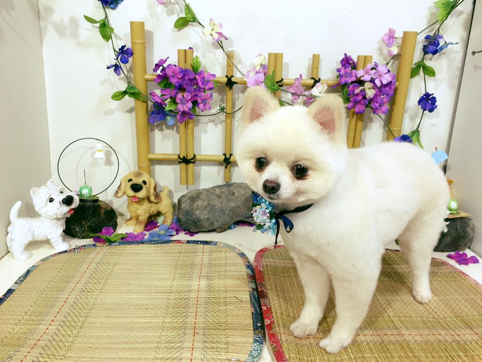 トリミングサロン パピーズハウスミサキのトリミングカット-2539の1枚目