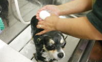 ペットサロンキャン（Pet's salon Can） 3