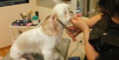 ペットサロンキャン（Pet's salon Can） 2
