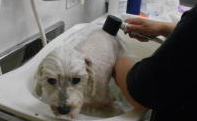 ペットサロンキャン（Pet's salon Can） 7