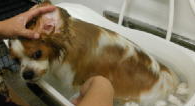 ペットサロンキャン（Pet's salon Can） 8