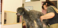 ペットサロンキャン（Pet's salon Can） 5