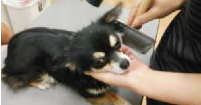 ペットサロンキャン（Pet's salon Can） 4