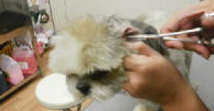 ペットサロンキャン（Pet's salon Can） 9