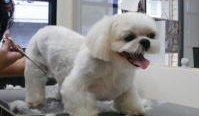 ペットサロンキャン（Pet's salon Can） 6