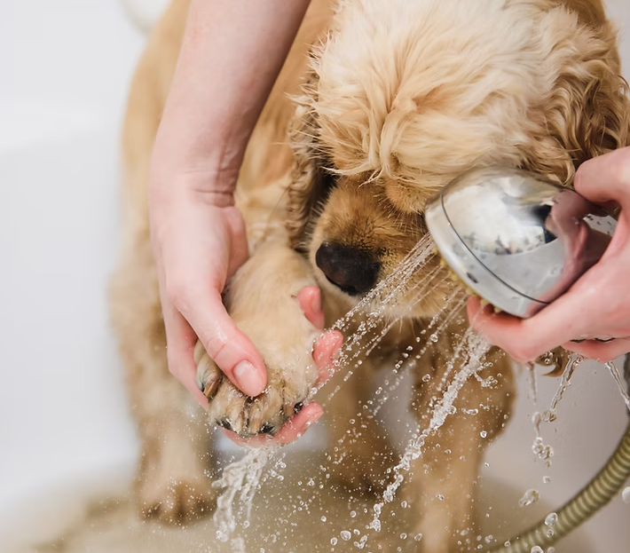 犬の美容室スプランディード 3