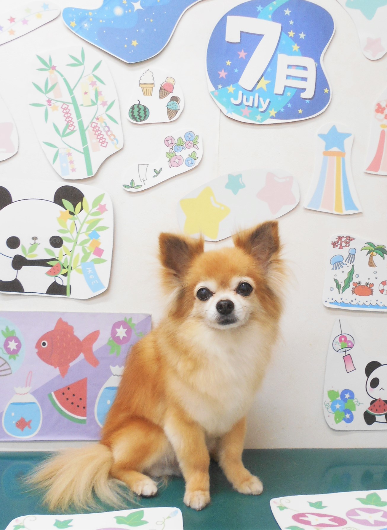 チワワのトリミングカット シュシュどうぶつ病院の1枚目