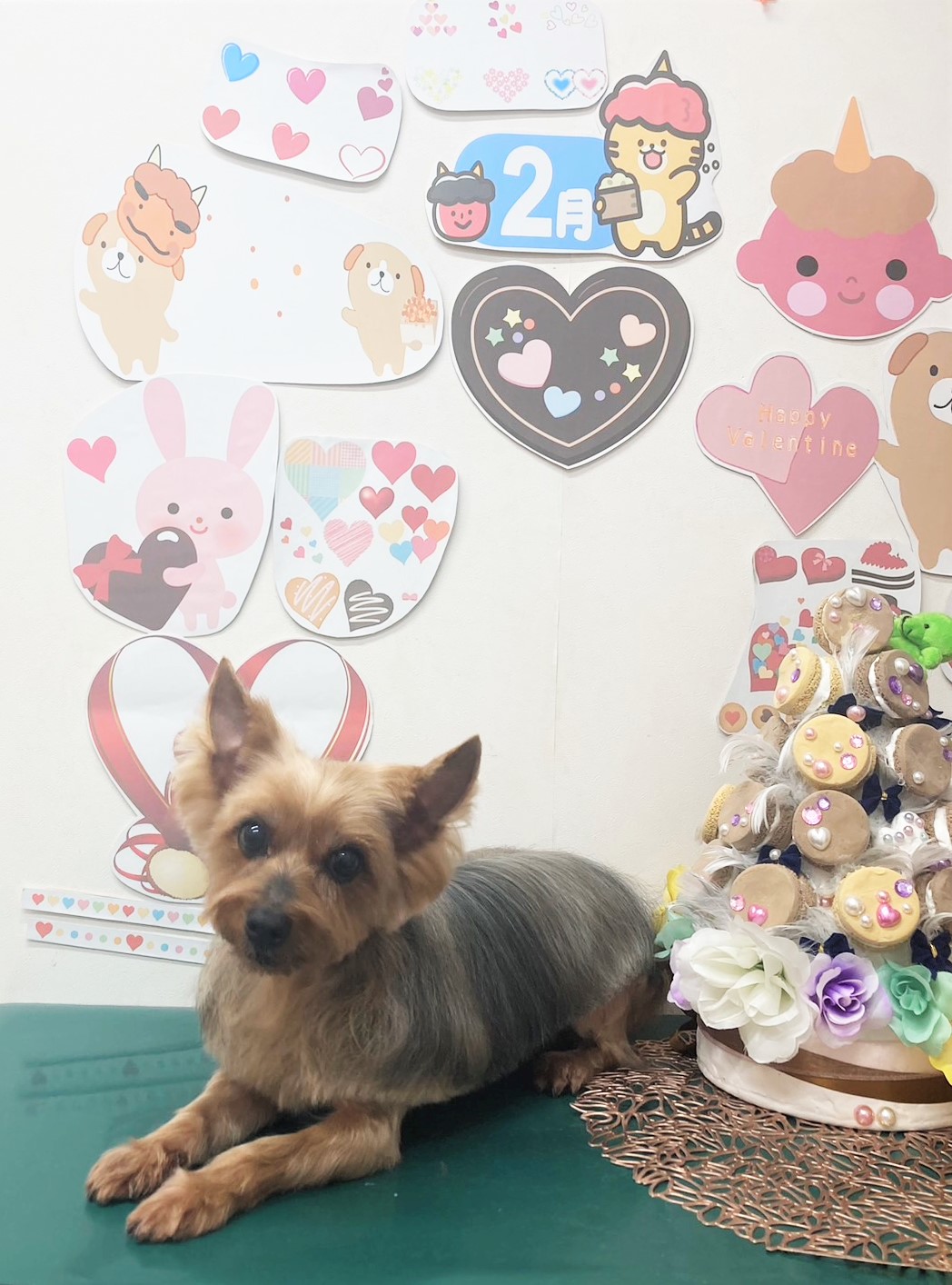 ヨークシャーテリアのトリミングカット シュシュどうぶつ病院の1枚目