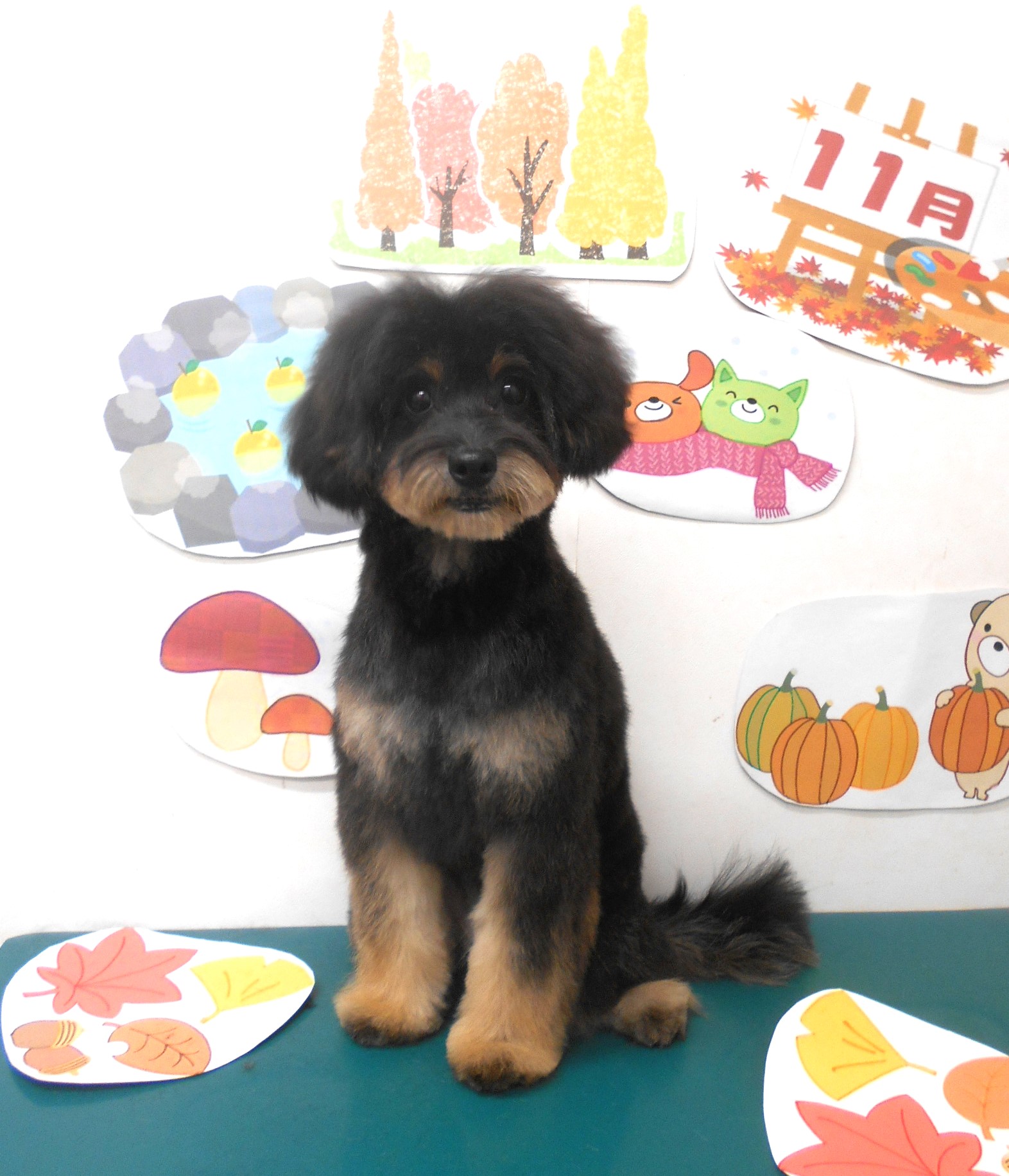 ミックス犬(その他)のトリミングカット シュシュどうぶつ病院の1枚目