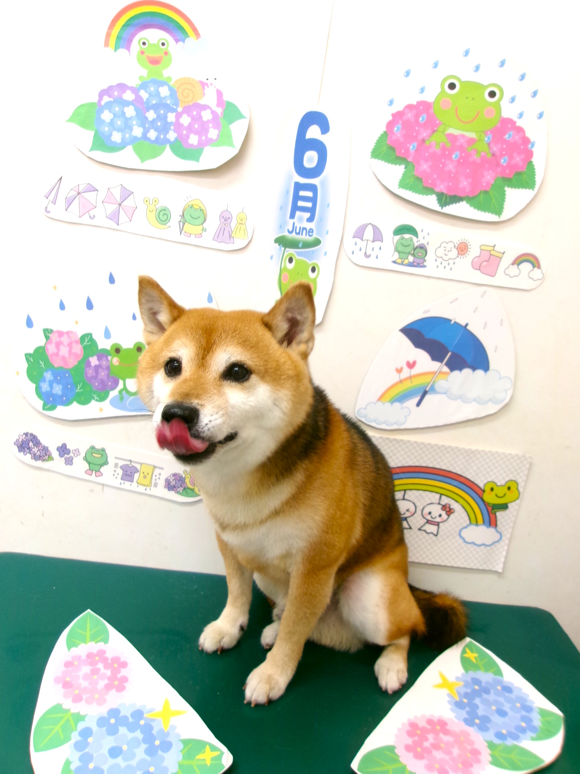 トリミングサロン シュシュどうぶつ病院のトリミングカット-10129の1枚目