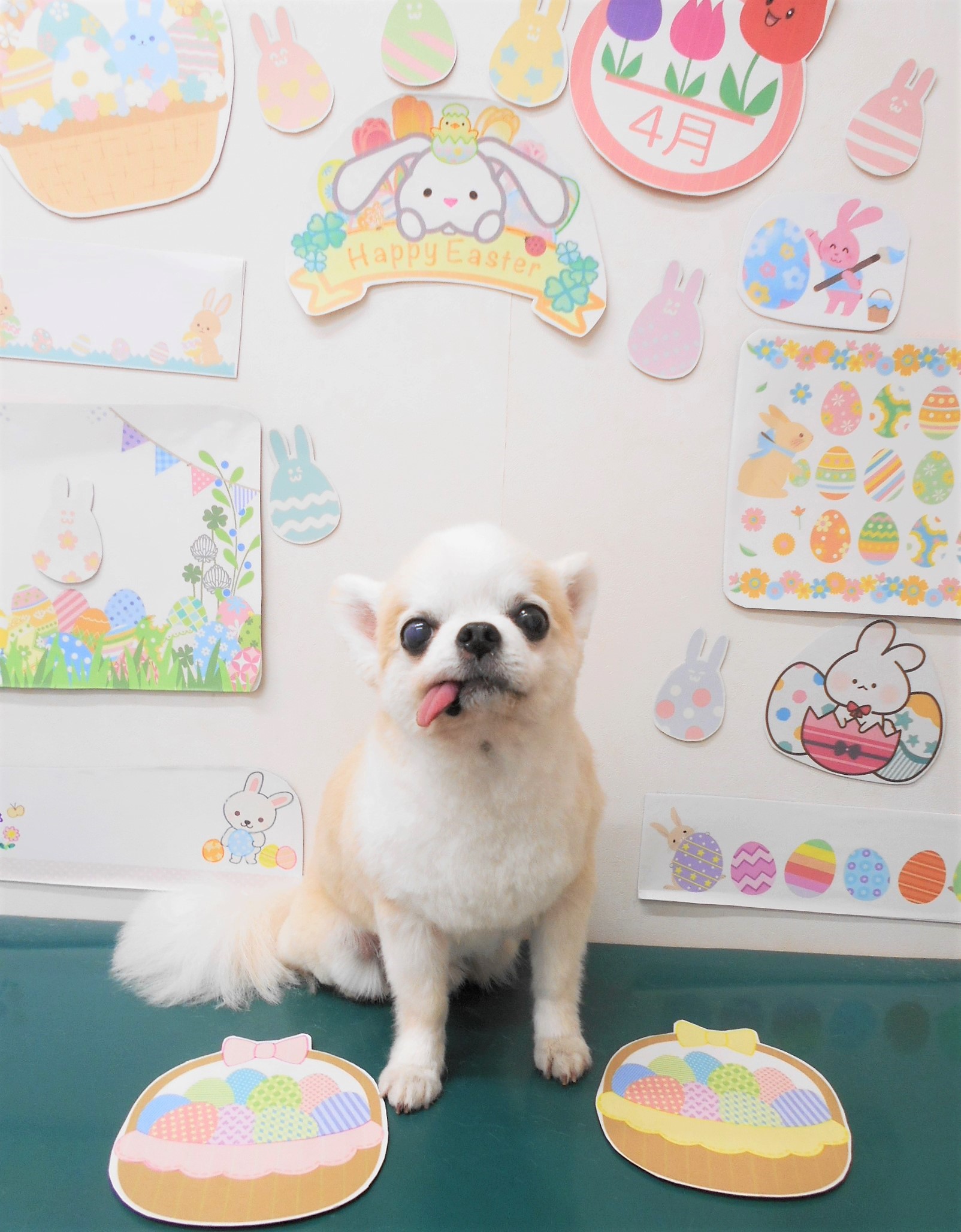 チワワのトリミングカット シュシュどうぶつ病院の1枚目