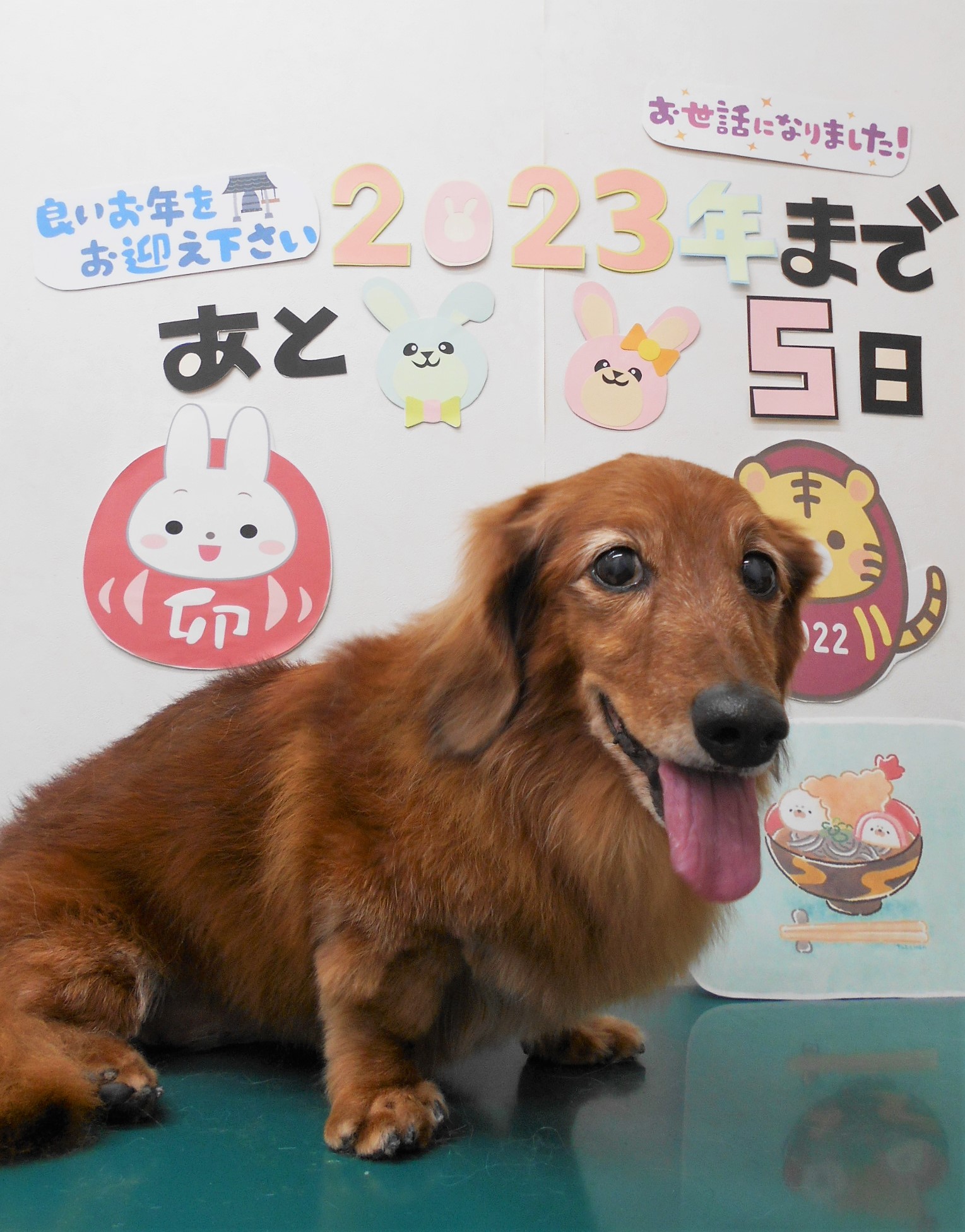 ミニチュアダックスフンドのトリミングカット シュシュどうぶつ病院の1枚目