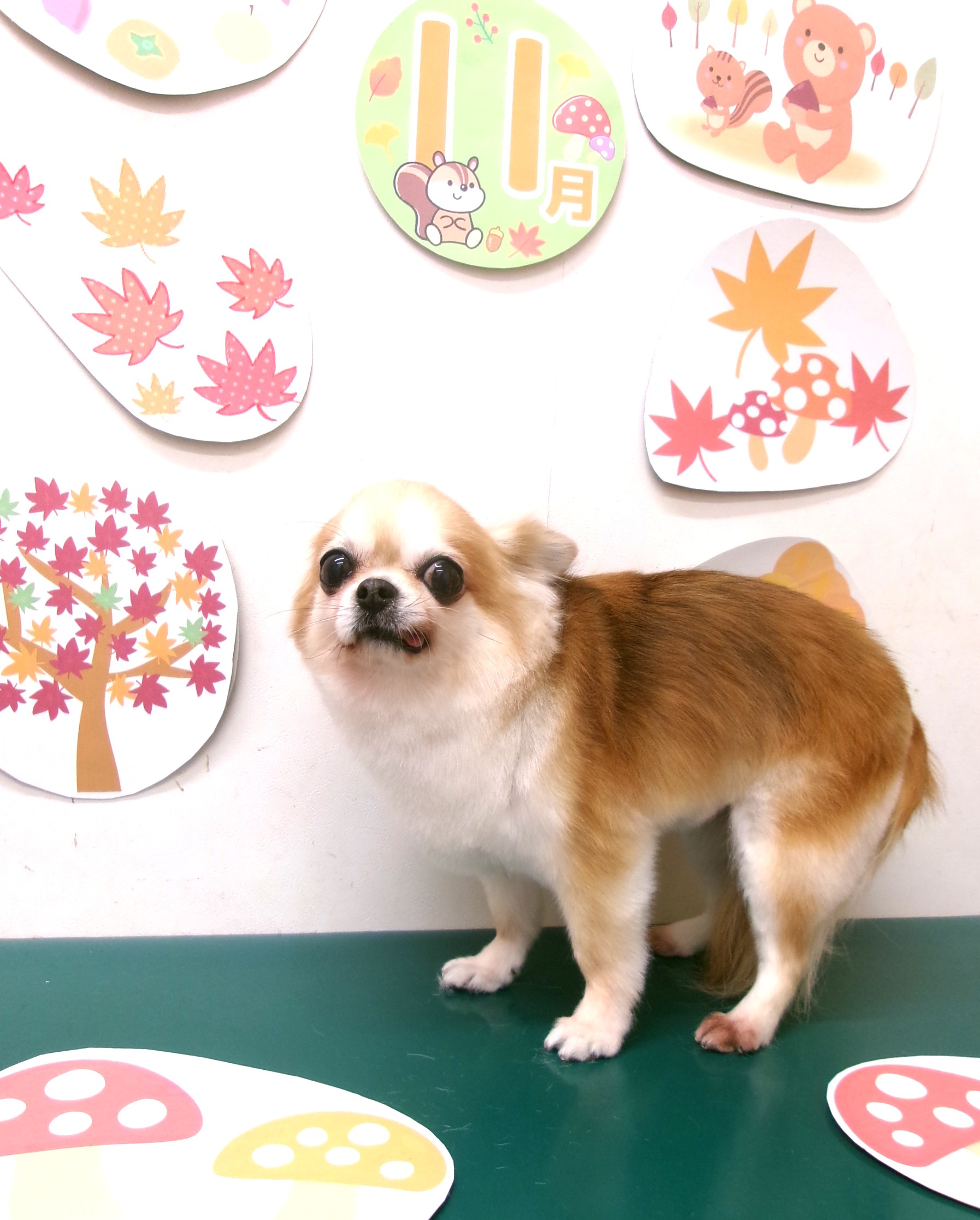 チワワのトリミングカット シュシュどうぶつ病院の1枚目