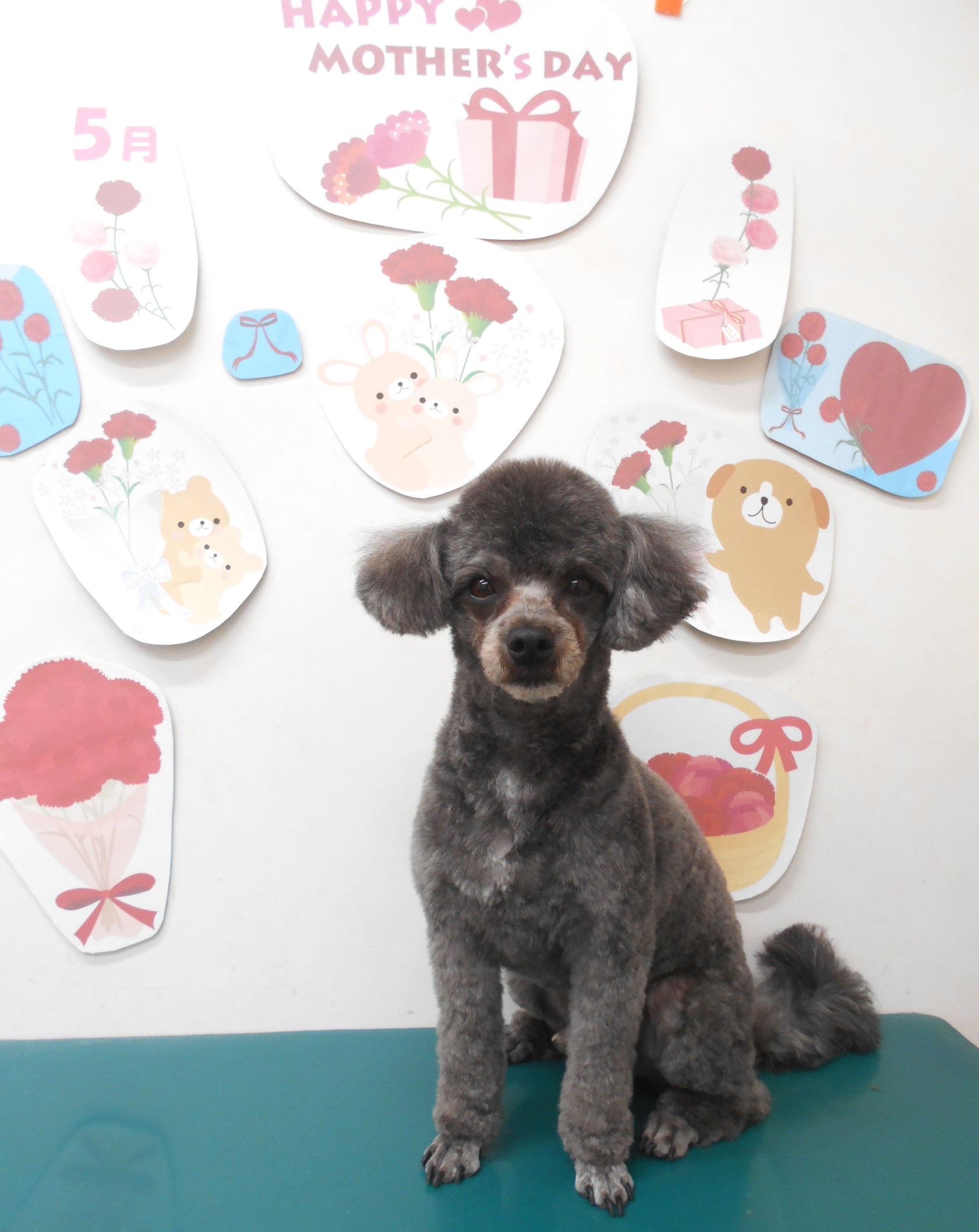 ミックス犬(その他)のトリミングカット シュシュどうぶつ病院の1枚目