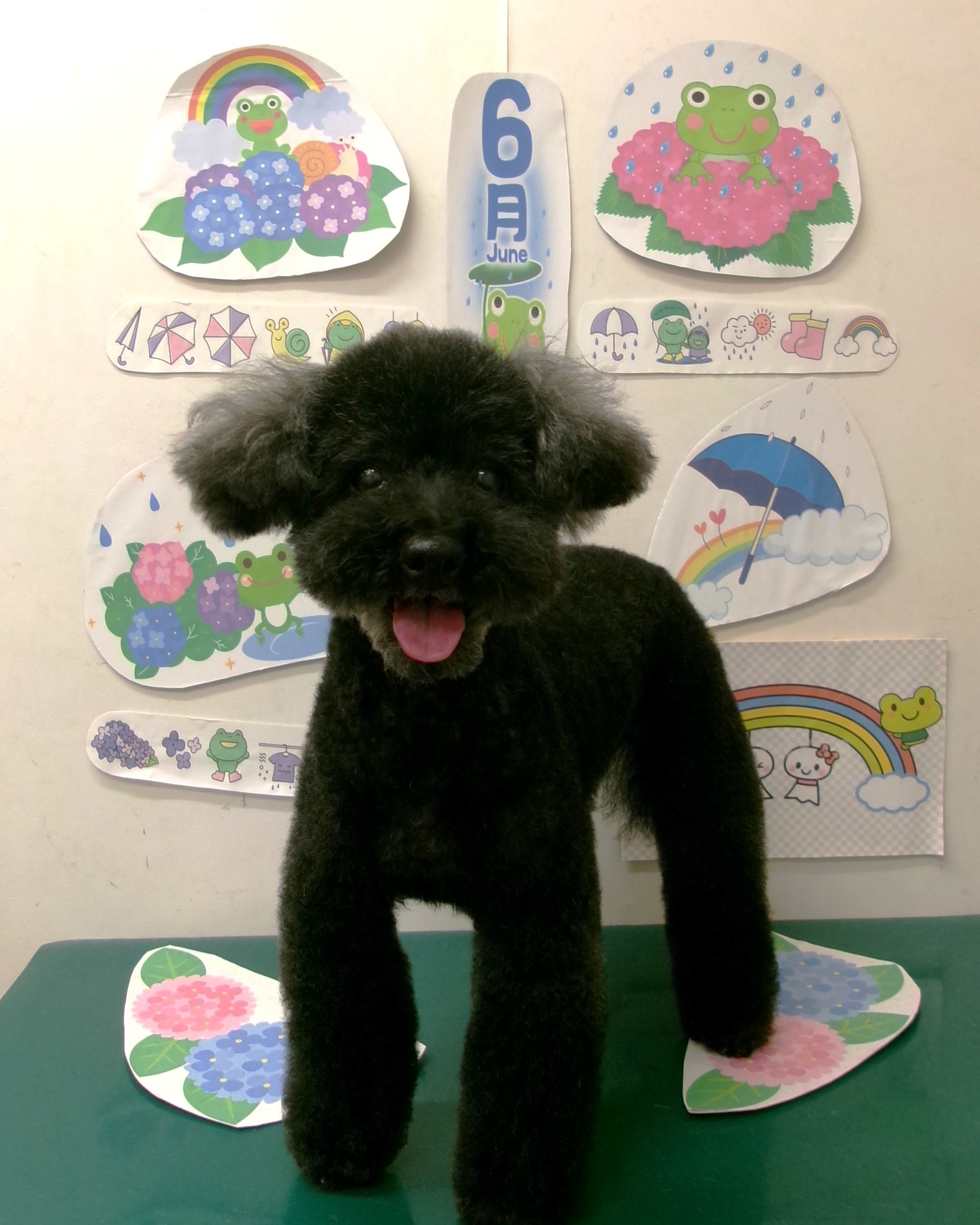 トリミングサロン シュシュどうぶつ病院のトリミングカット-10166の1枚目