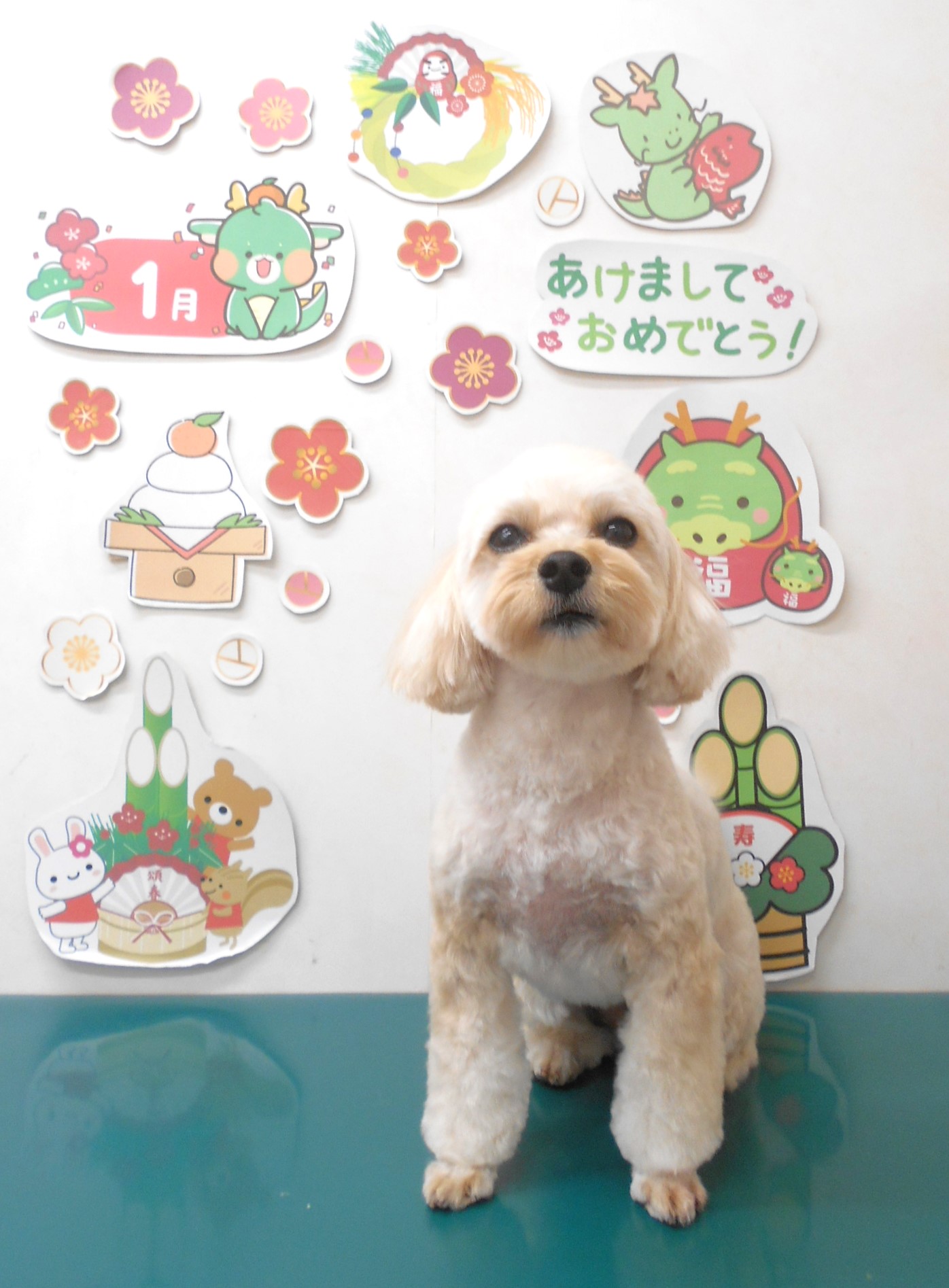 ミックス犬(その他)のトリミングカット シュシュどうぶつ病院の1枚目