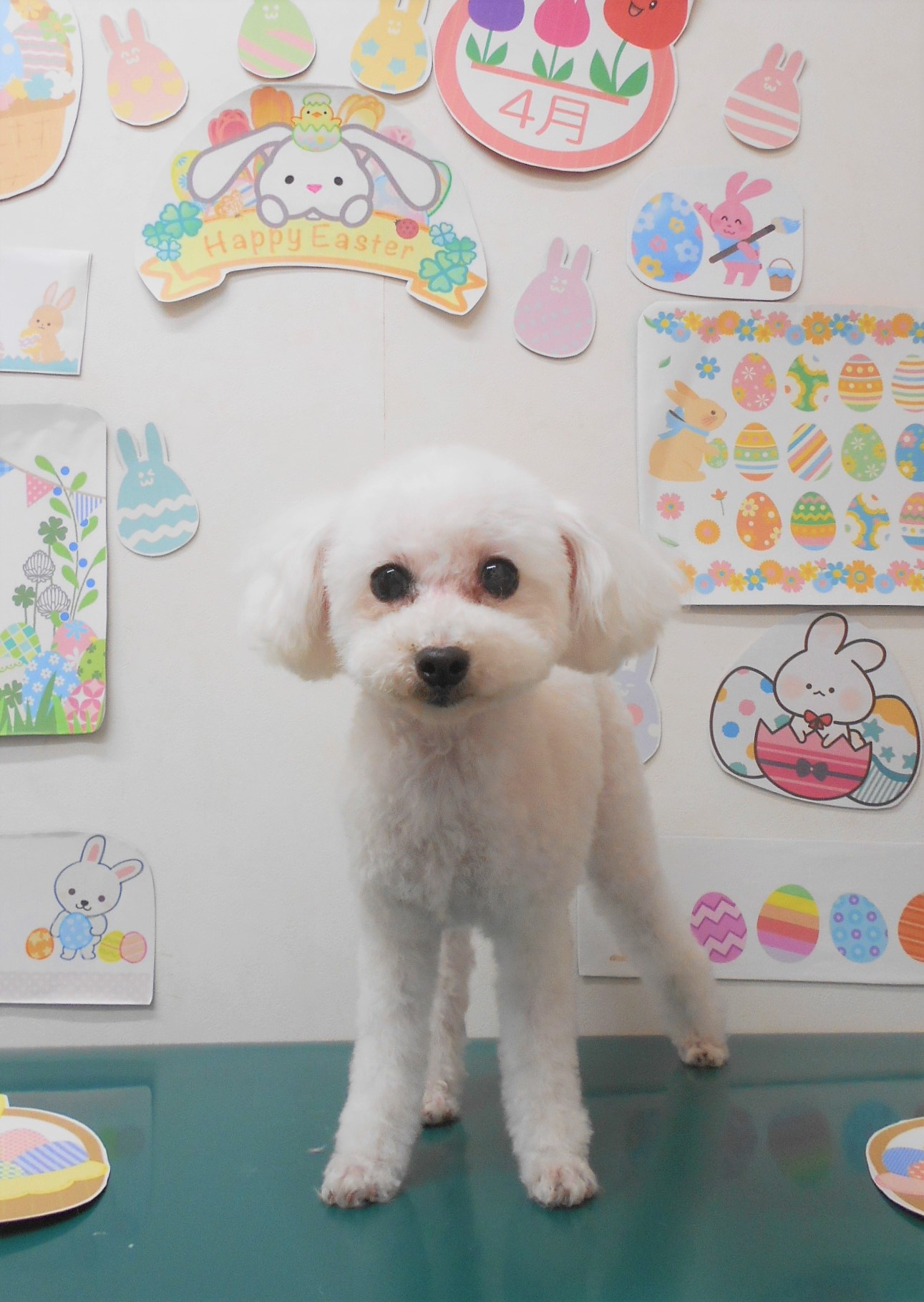 トイプードルのトリミングカット シュシュどうぶつ病院の1枚目