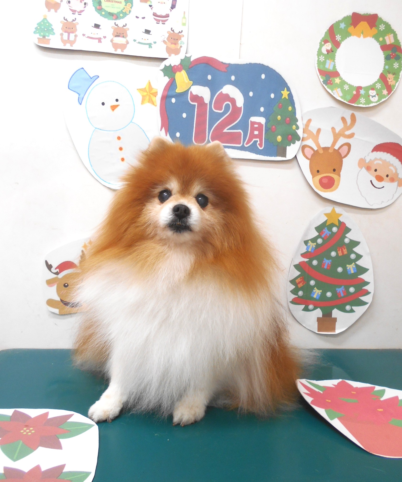 トリミングサロン シュシュどうぶつ病院のトリミングカット-9597の1枚目