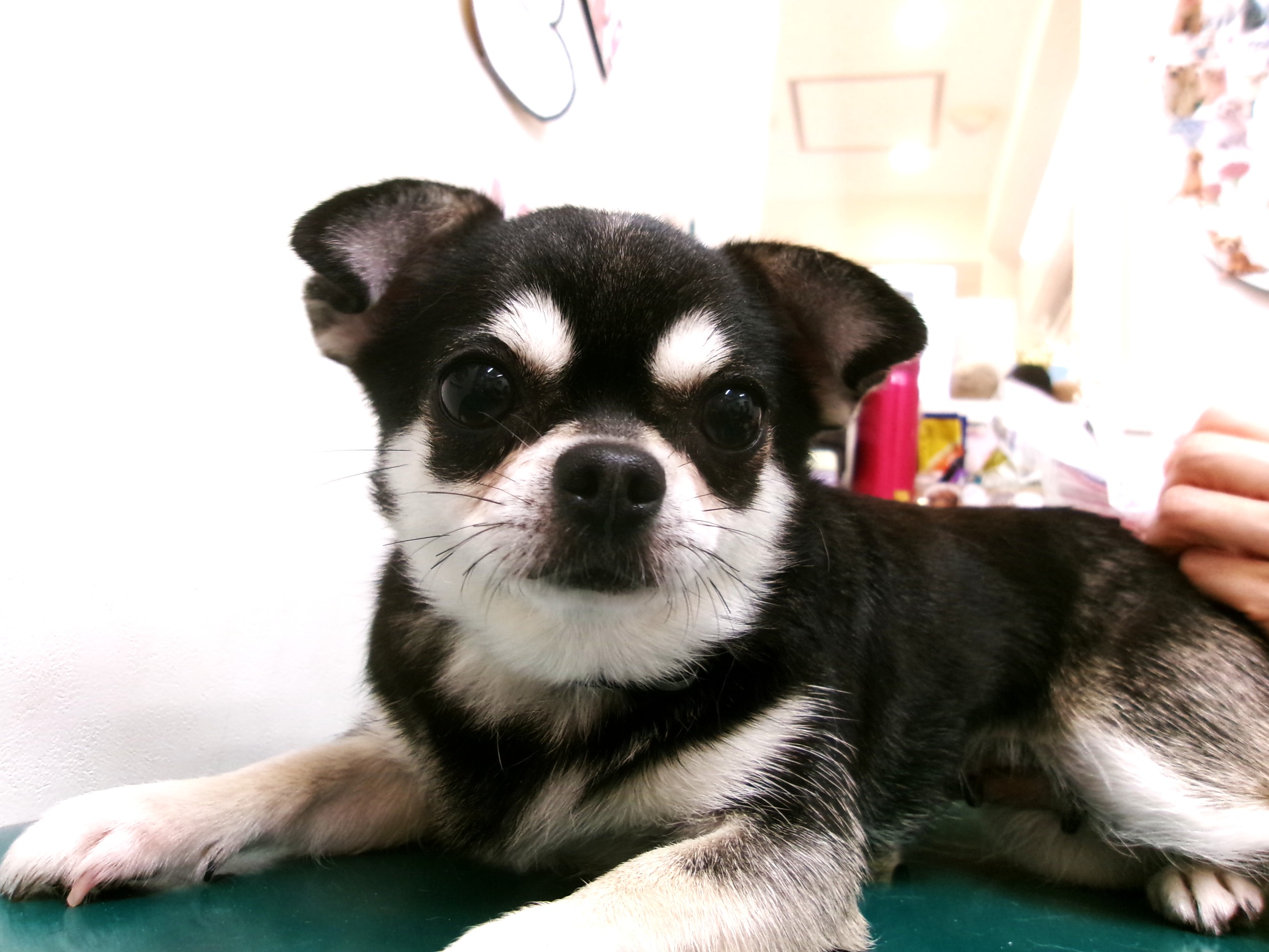 チワワのトリミングカット シュシュどうぶつ病院の1枚目