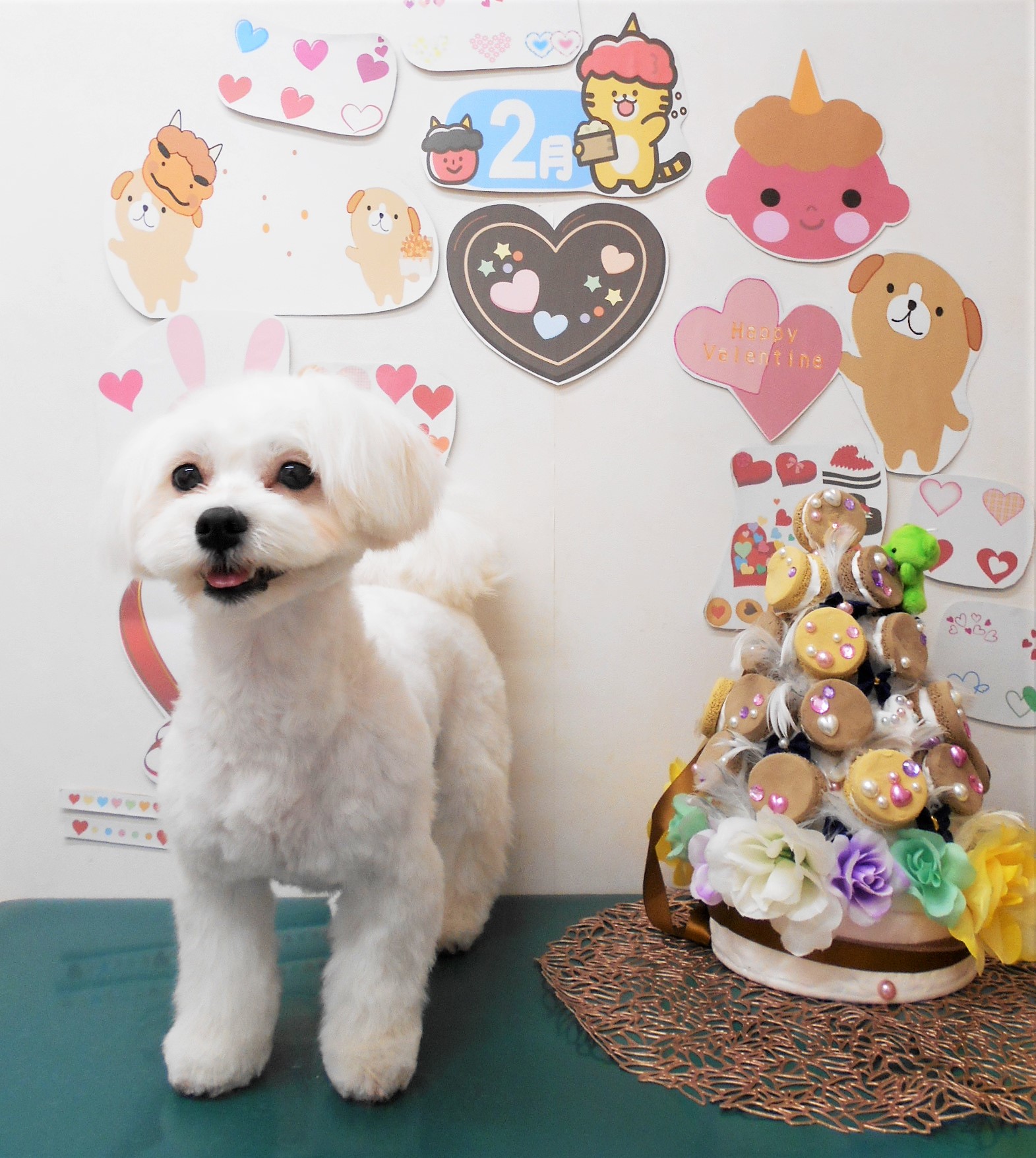 ミックス犬(その他)のトリミングカット シュシュどうぶつ病院の1枚目