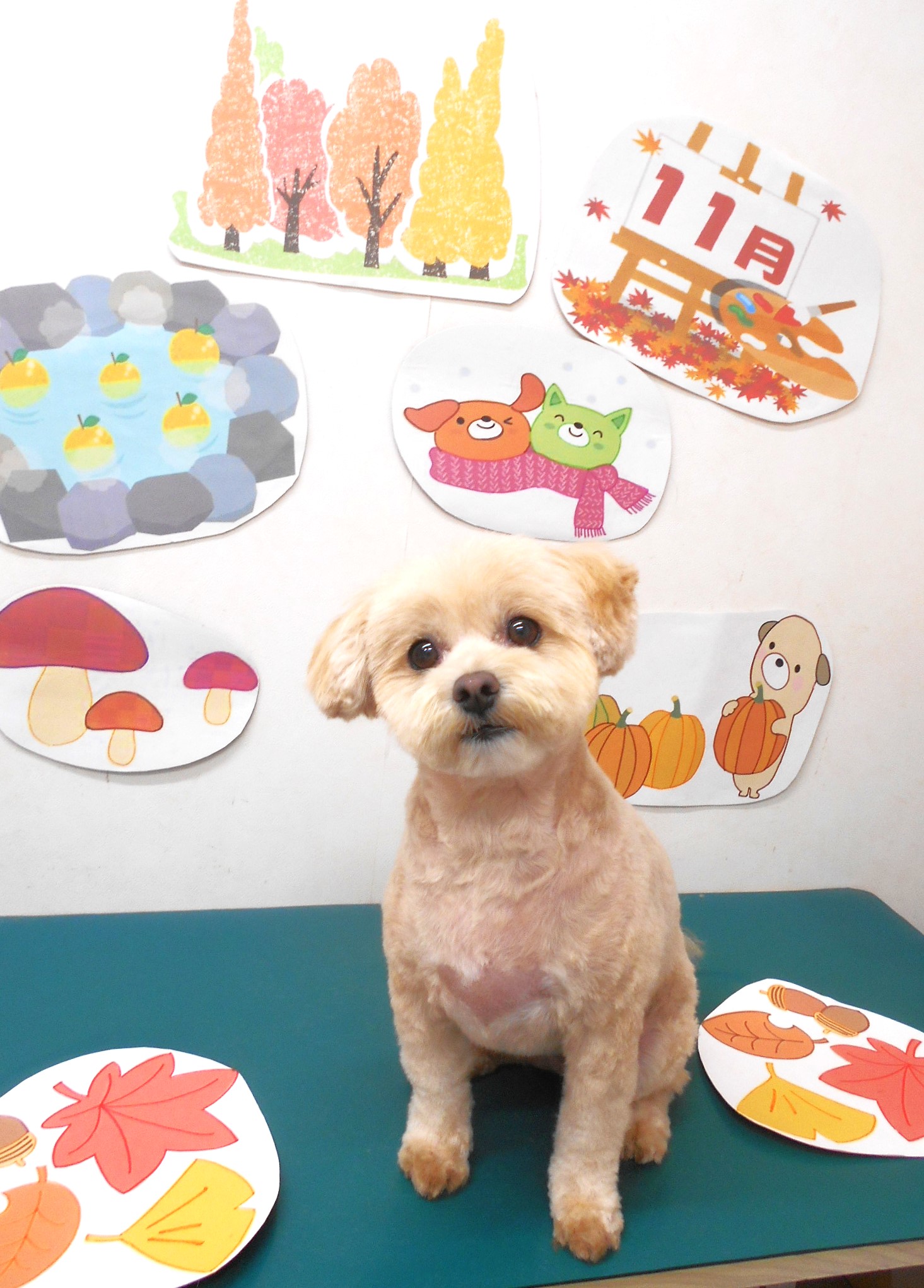 ミックス犬(その他)のトリミングカット シュシュどうぶつ病院の1枚目