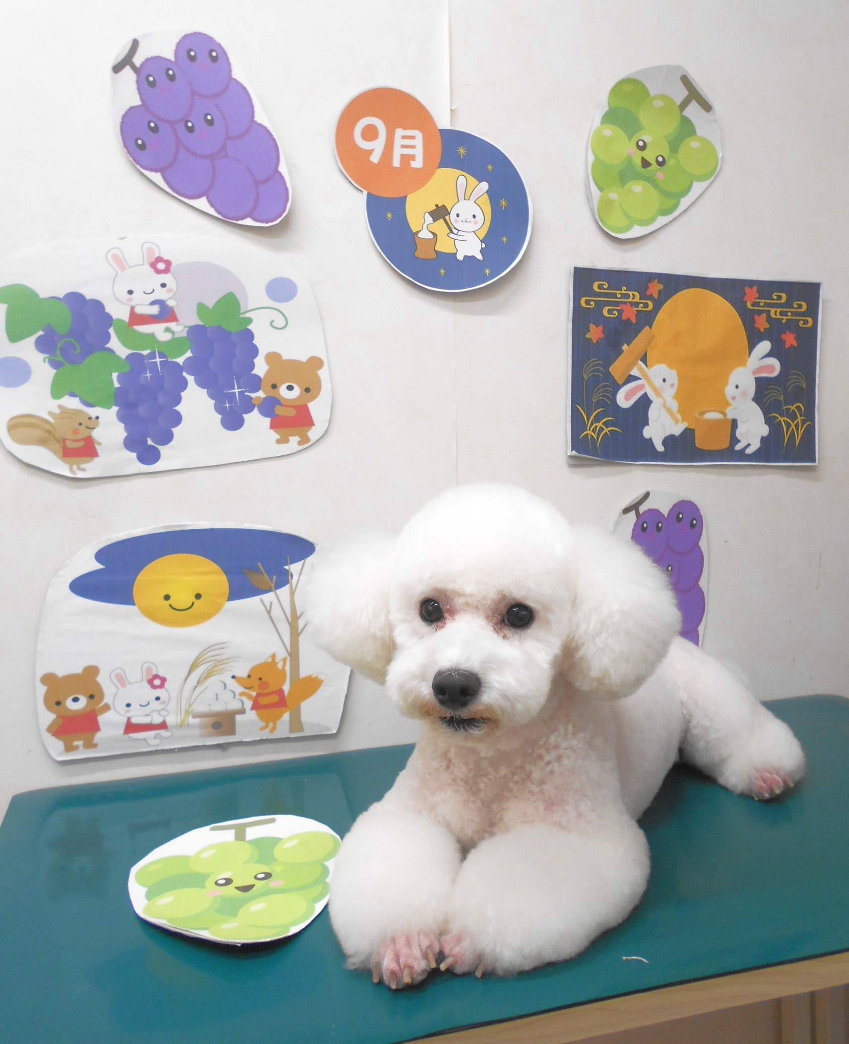トイプードルのトリミングカット シュシュどうぶつ病院の1枚目