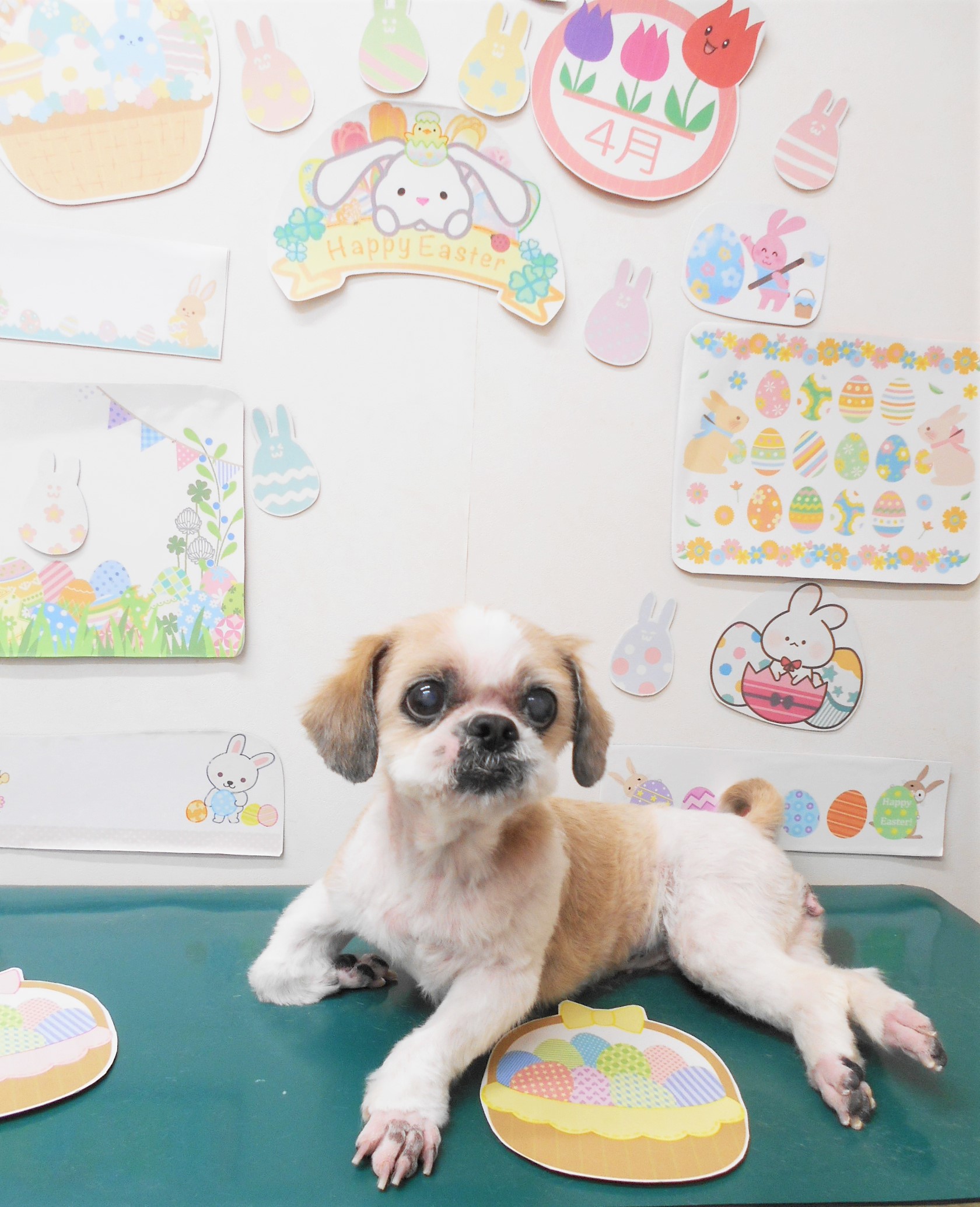 シーズーのトリミングカット シュシュどうぶつ病院の1枚目