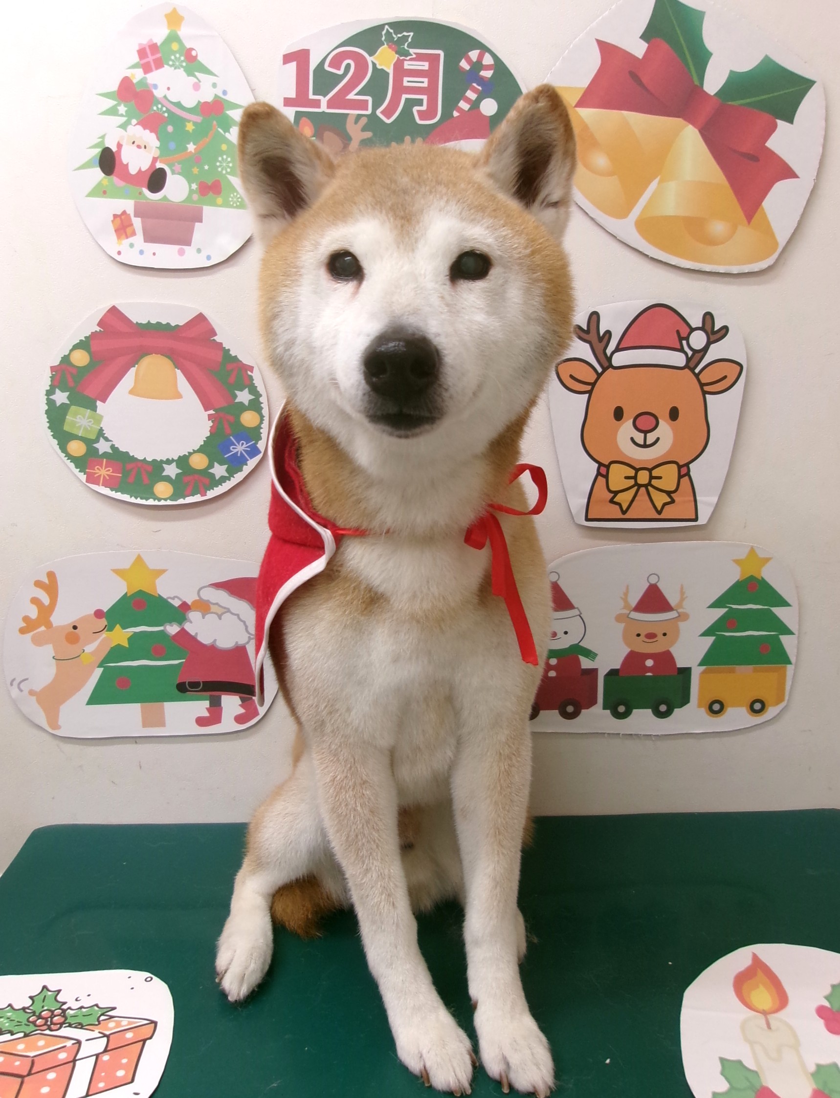 カット例 - シュシュどうぶつ病院