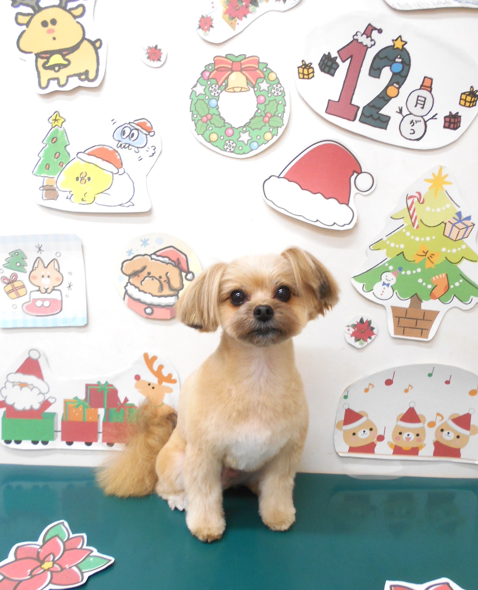 ミックス犬(その他)のトリミングカット シュシュどうぶつ病院の1枚目