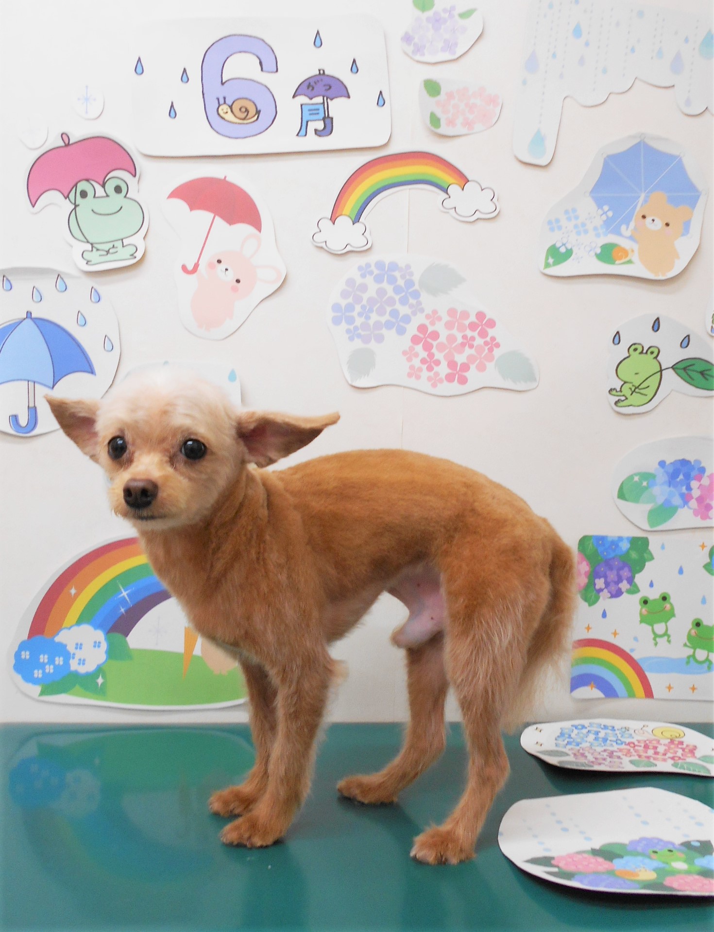 ミックス犬(その他)のトリミングカット シュシュどうぶつ病院の1枚目