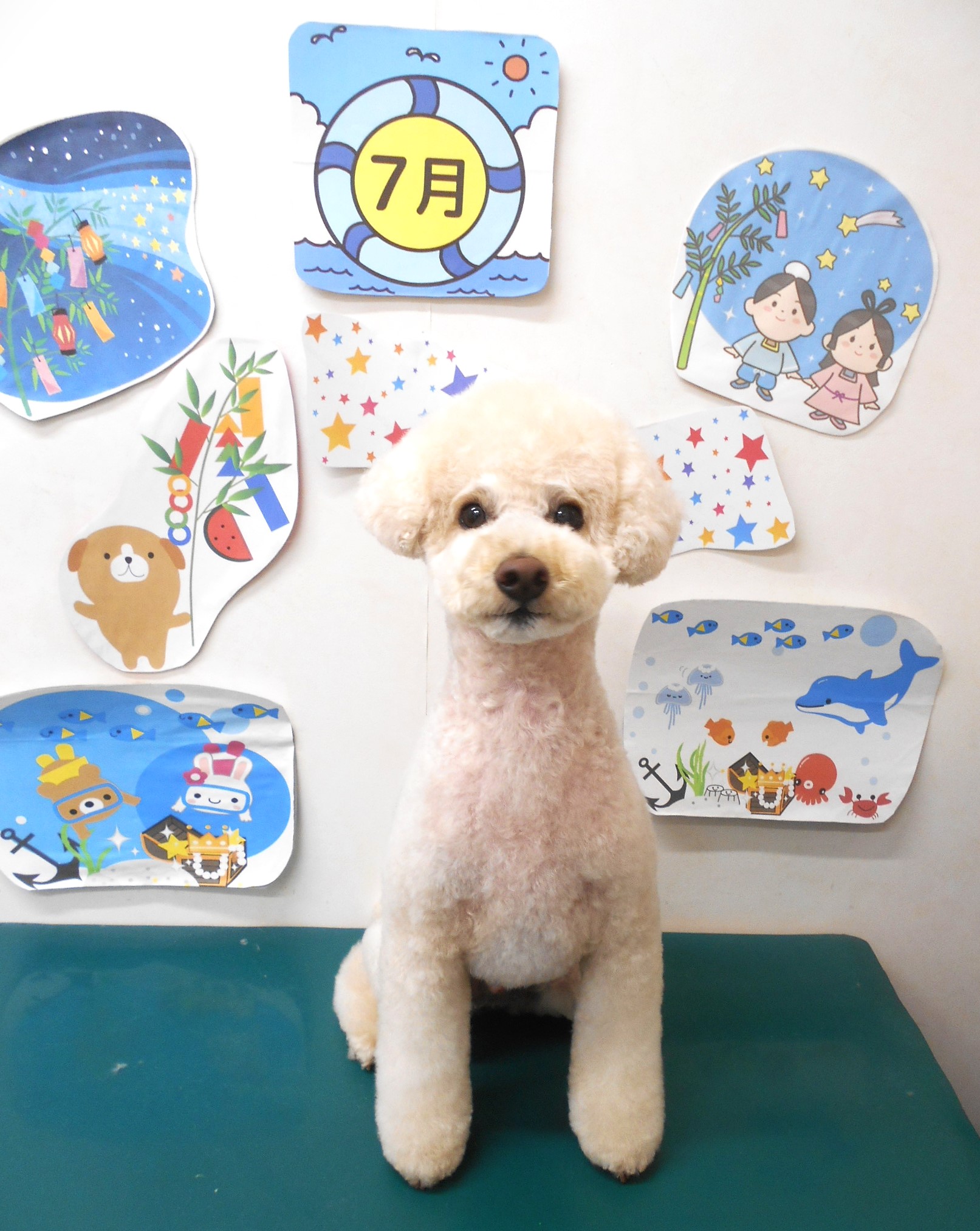 トイプードルのトリミングカット シュシュどうぶつ病院の1枚目