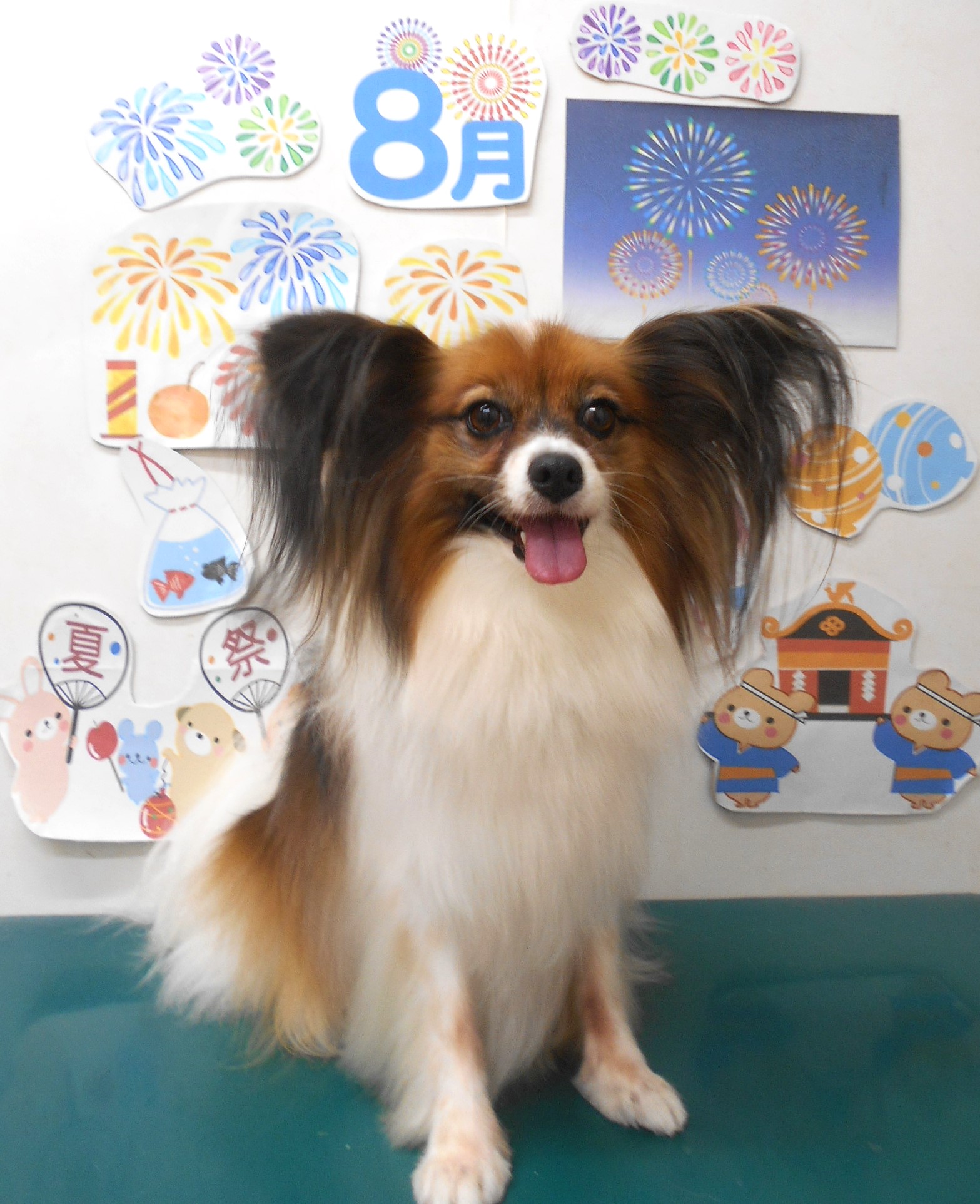 パピヨンのトリミングカット シュシュどうぶつ病院の1枚目