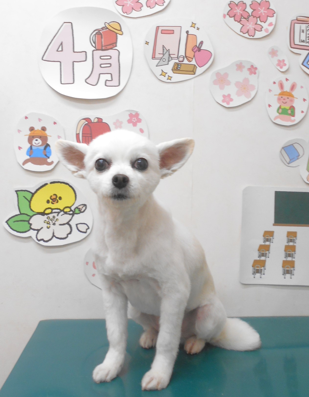 チワワのトリミングカット シュシュどうぶつ病院の1枚目