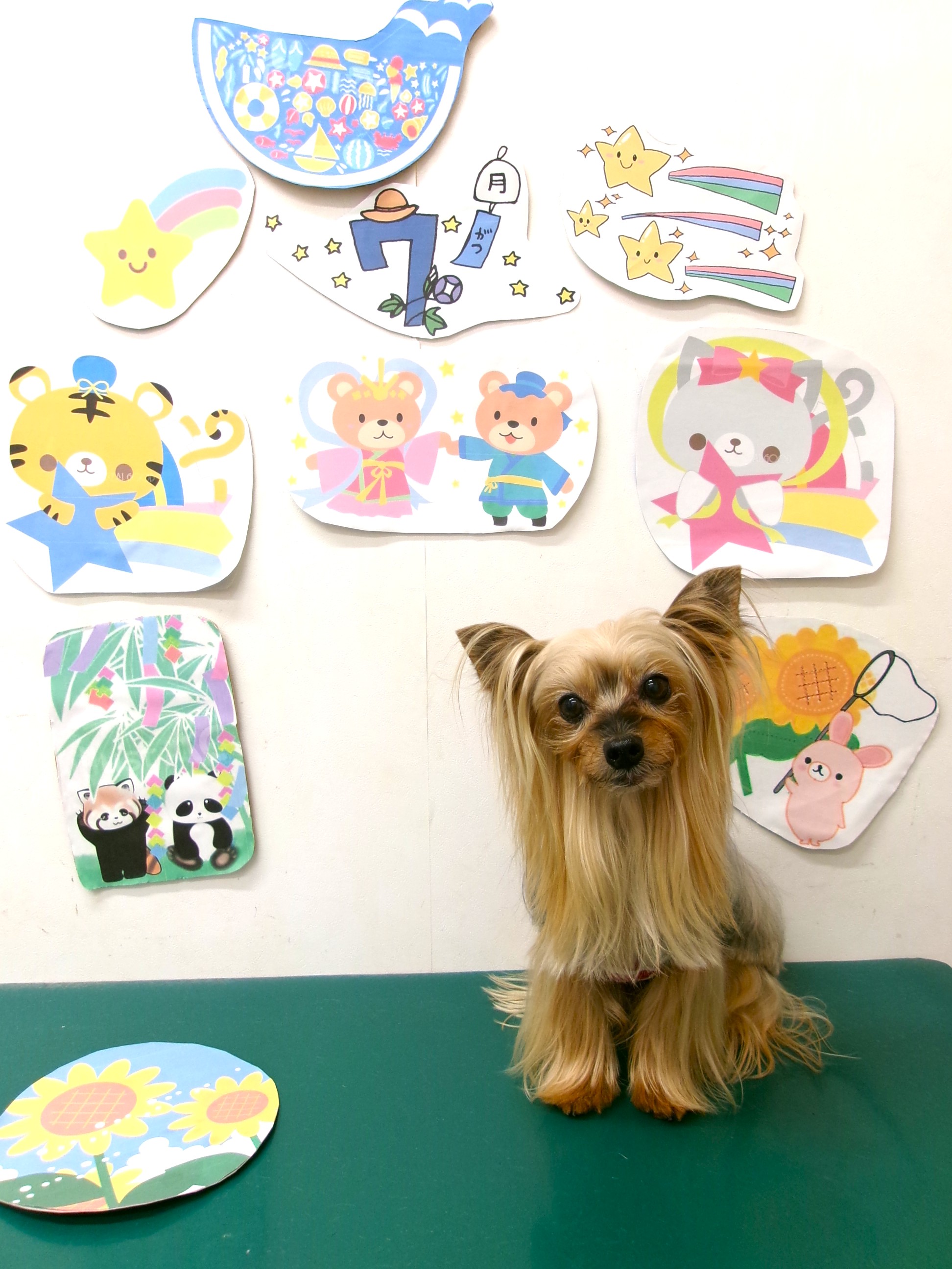 トリミングサロン シュシュどうぶつ病院のトリミングカット-10197の1枚目