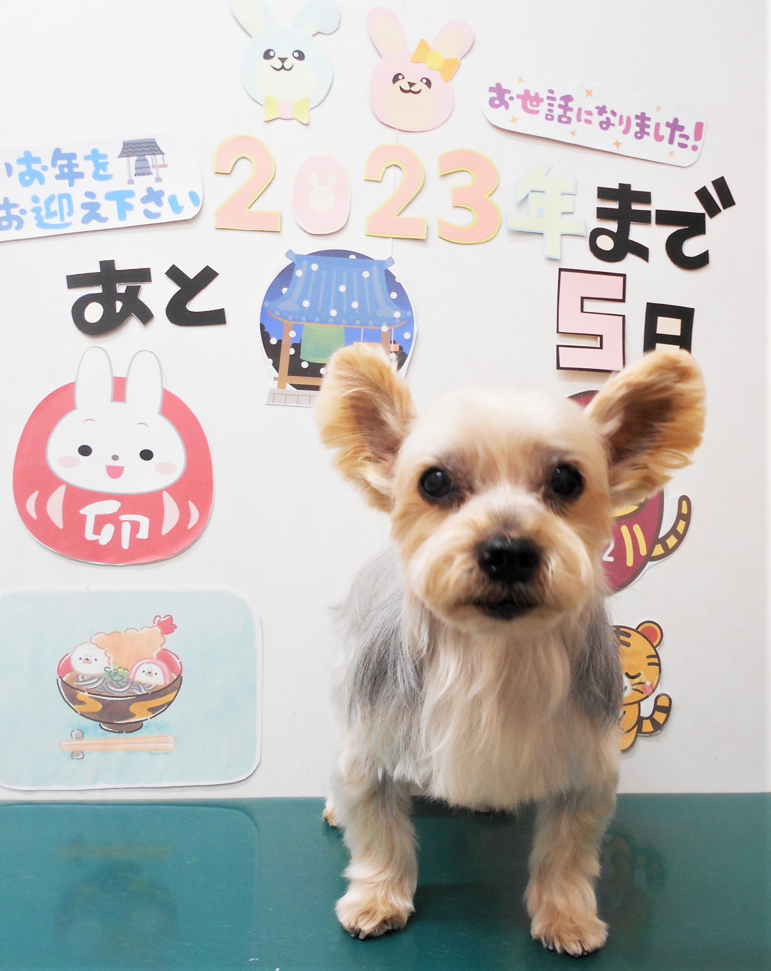 ヨークシャーテリアのトリミングカット シュシュどうぶつ病院の1枚目