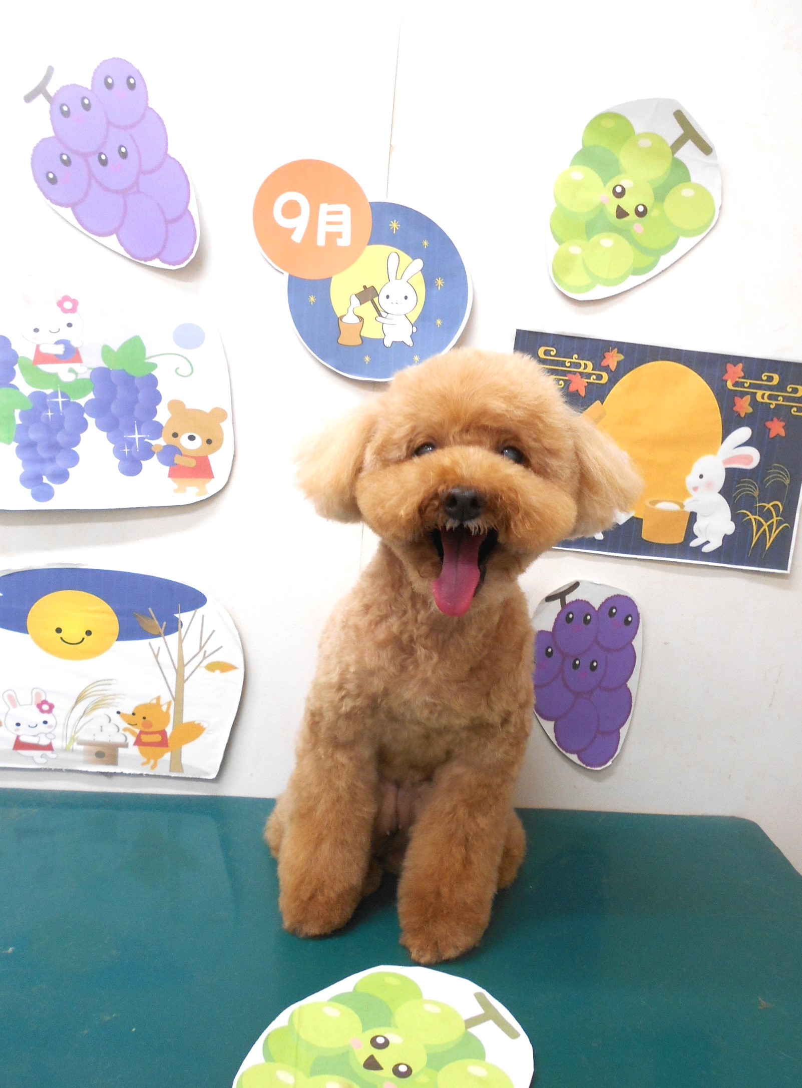 トイプードルのトリミングカット シュシュどうぶつ病院の1枚目