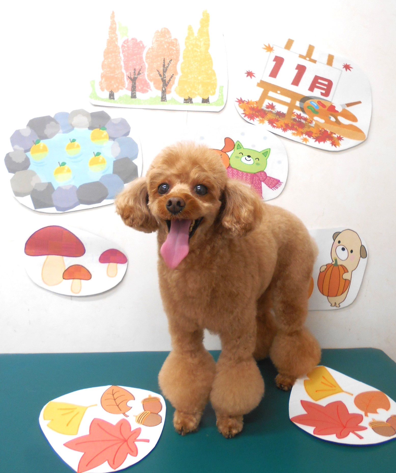 トイプードルのトリミングカット シュシュどうぶつ病院の1枚目