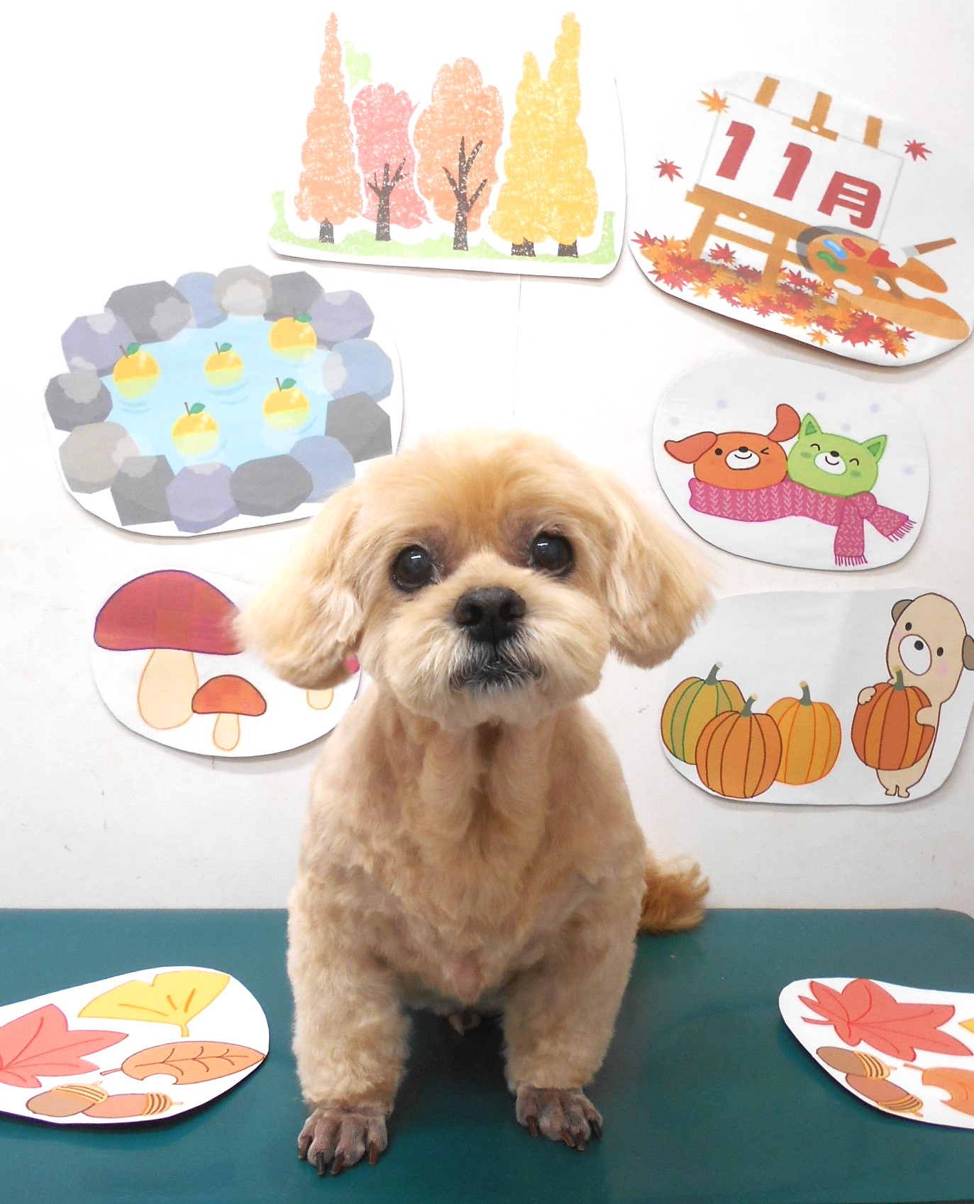 ミックス犬(その他)のトリミングカット シュシュどうぶつ病院の1枚目